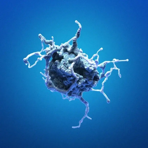 cell lines